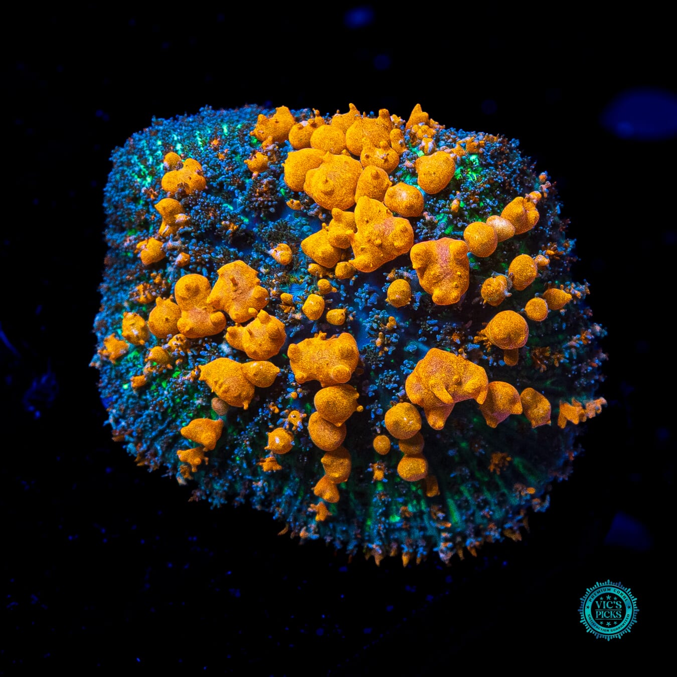 WWC Sunkist Bounce Mushroom - Actinic Photo