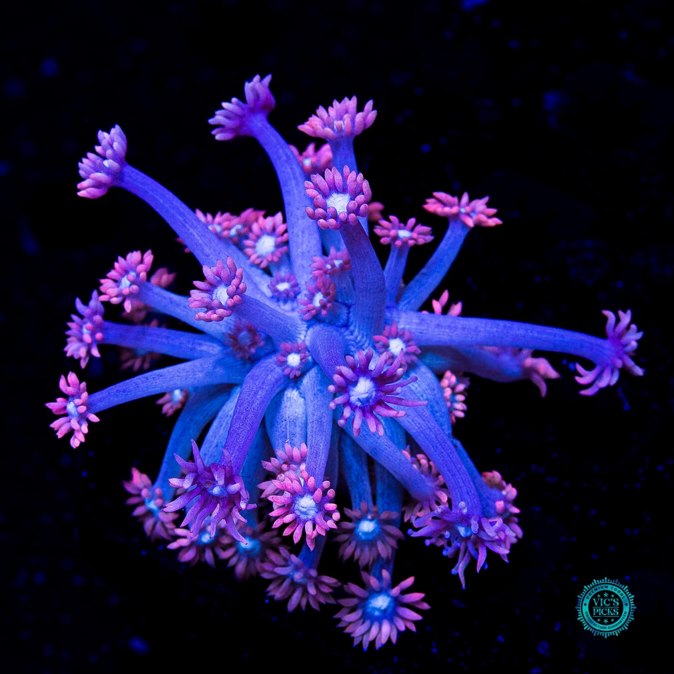 WWC Sixteen Candles Goniopora - Actinic Photo