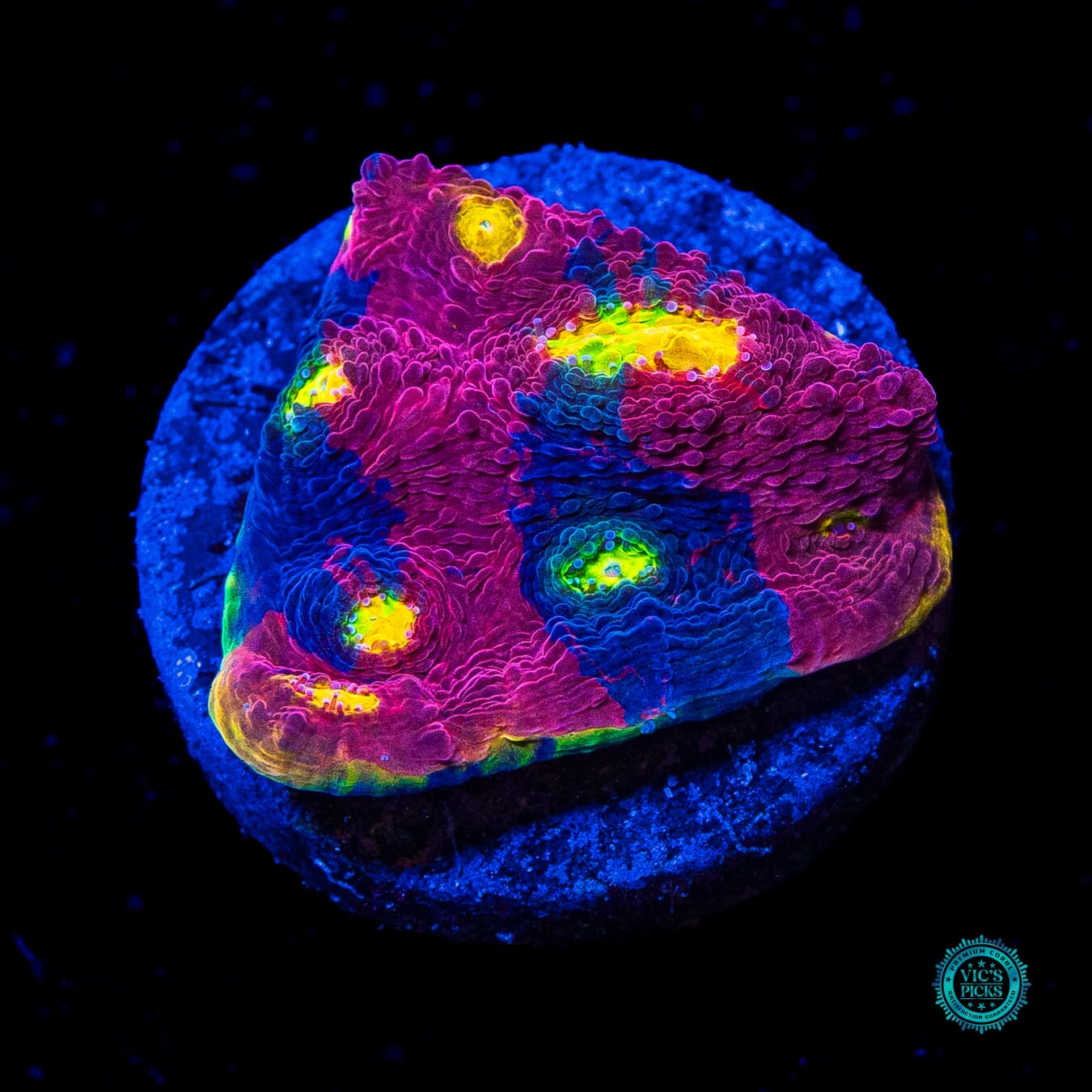 WWC Boom Town Rainbow Chalice - Actinic Photo