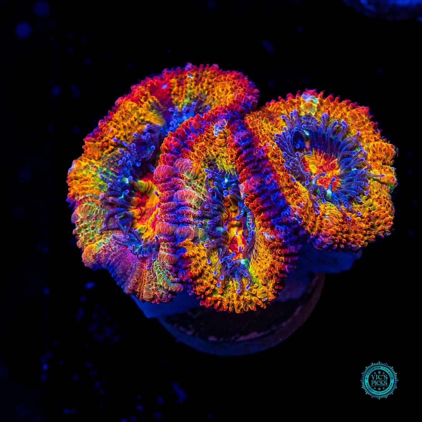 Tangerine Dream Aussie Lord - Actinic Photo