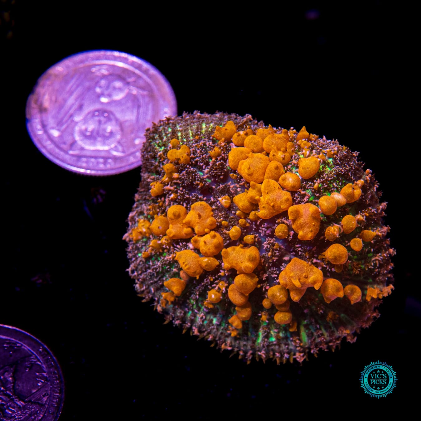 WWC Sunkist Bounce Mushroom - Daylight Photo