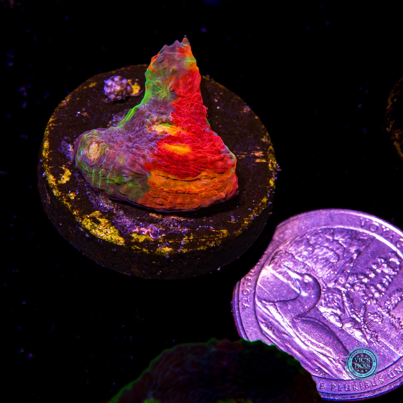 WWC Supa Fly Rainbow Chalice - Daylight Photo