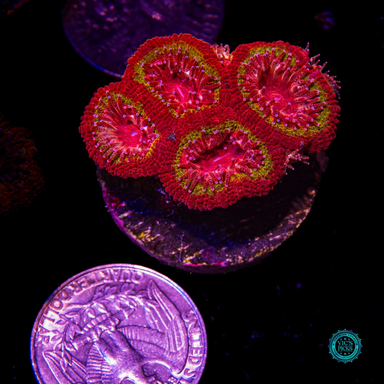 Iron Rings Aussie Lord - Daylight Photo