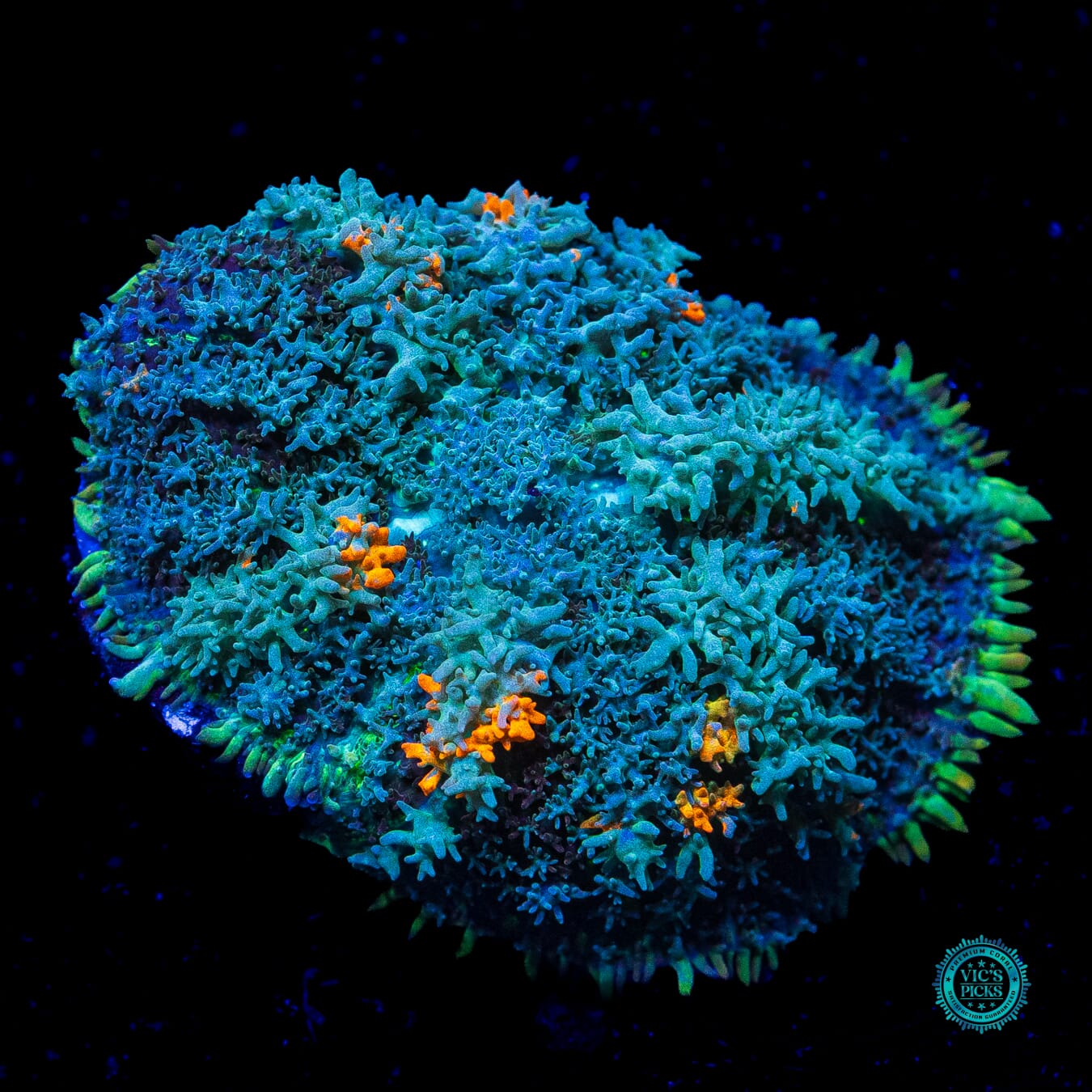 Moon Phaser Rhodactis Mushroom - Actinic Photo