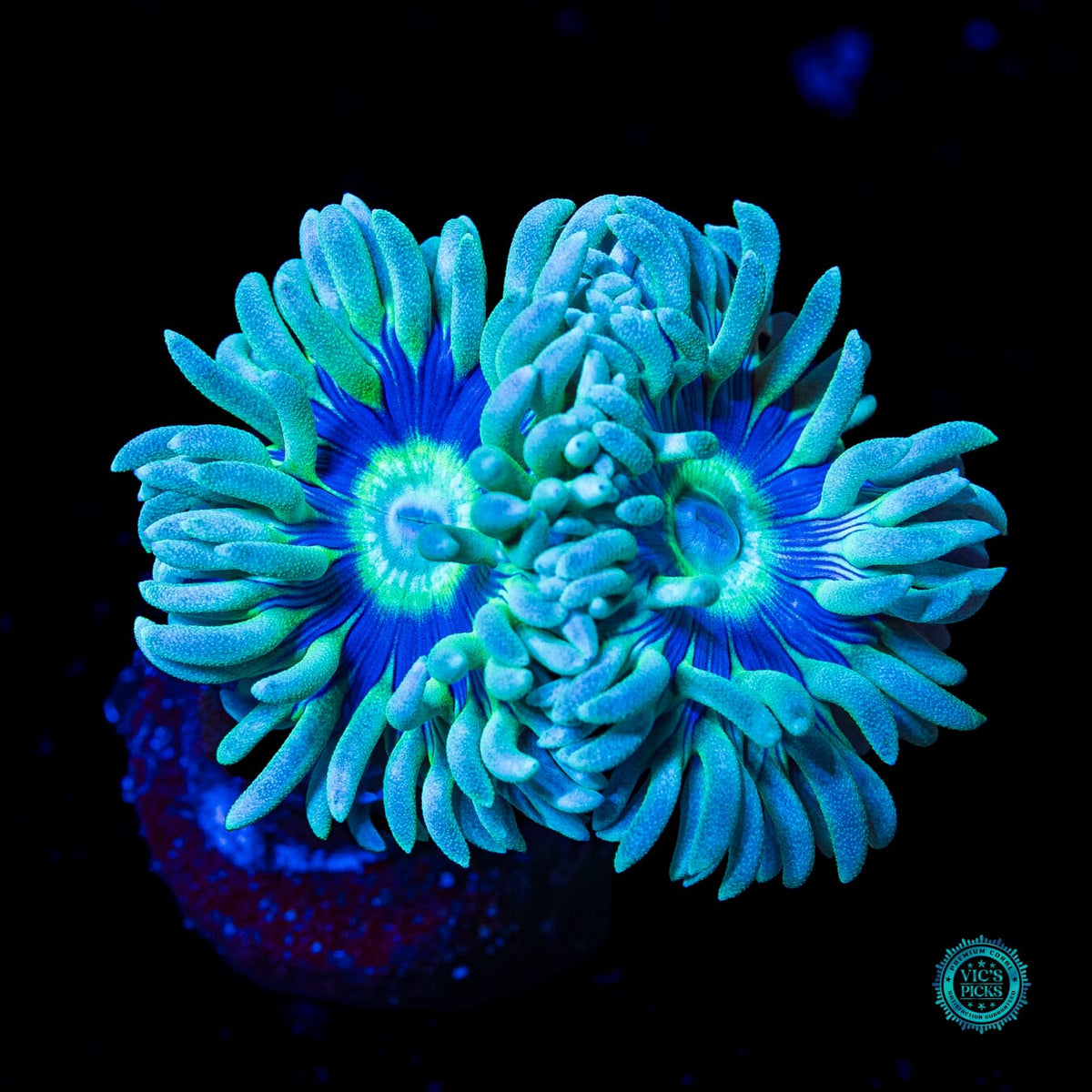 WWC Sapphire Halo Duncan - Actinic Photo