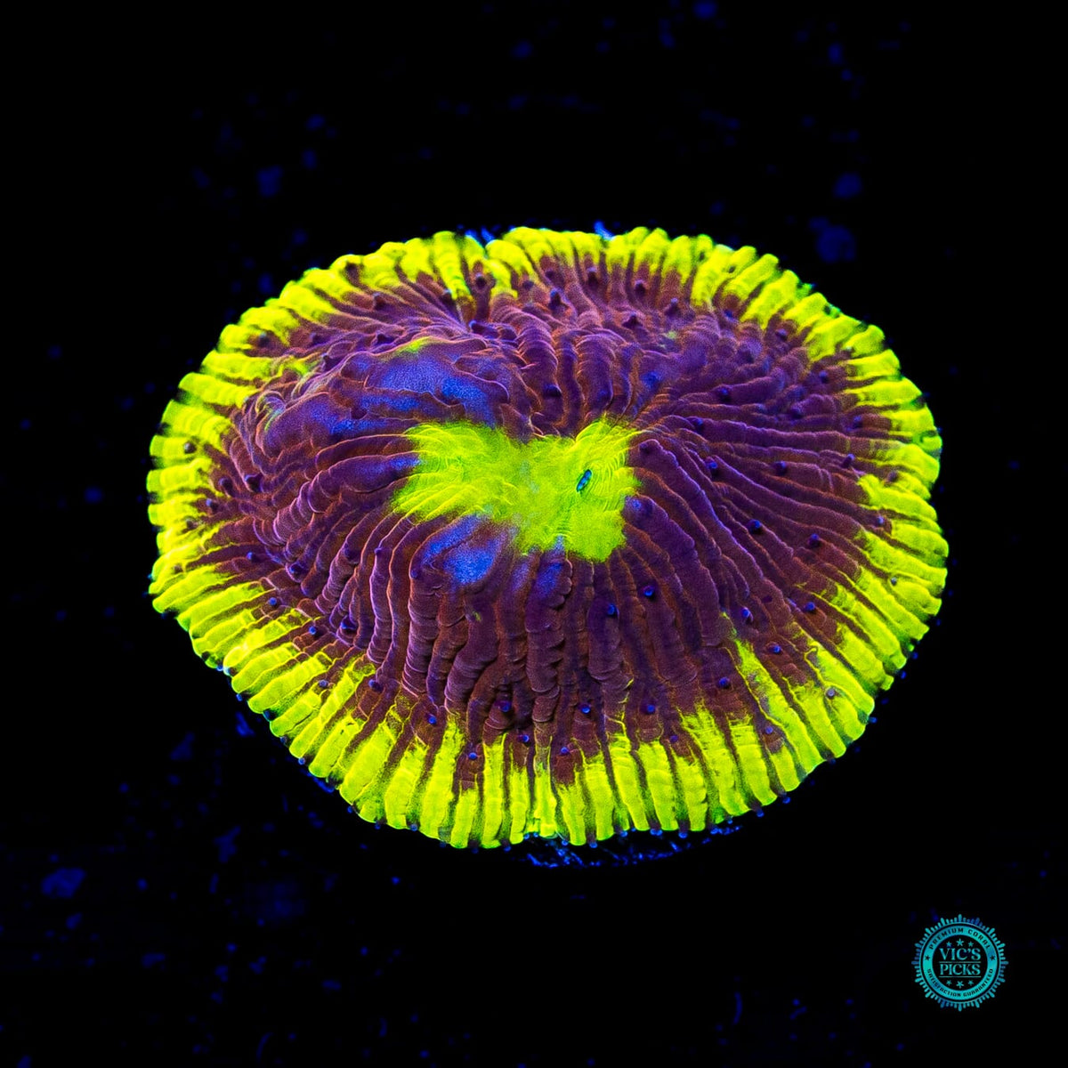 WWC Henchman Diaseris - Actinic Photo