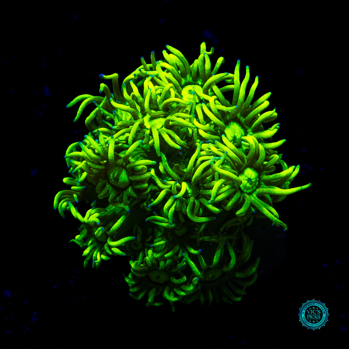WWC Sky's Neon Freon Goniopora