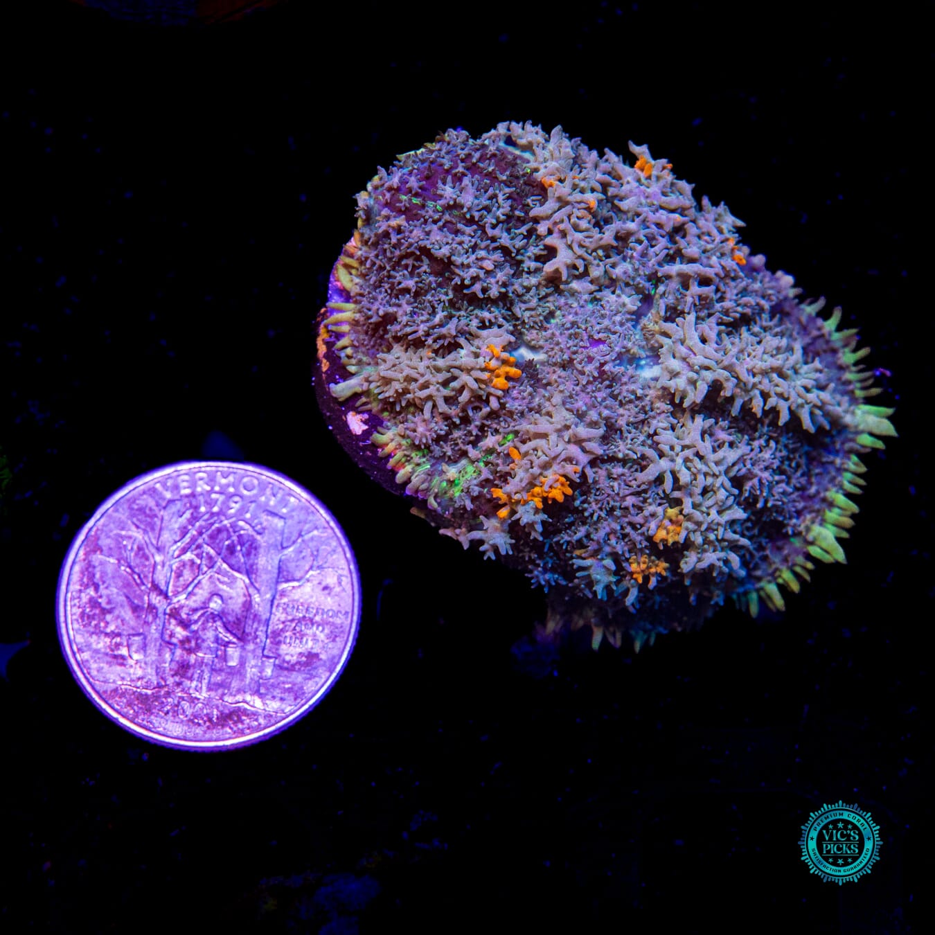 Moon Phaser Rhodactis Mushroom - Daylight Photo