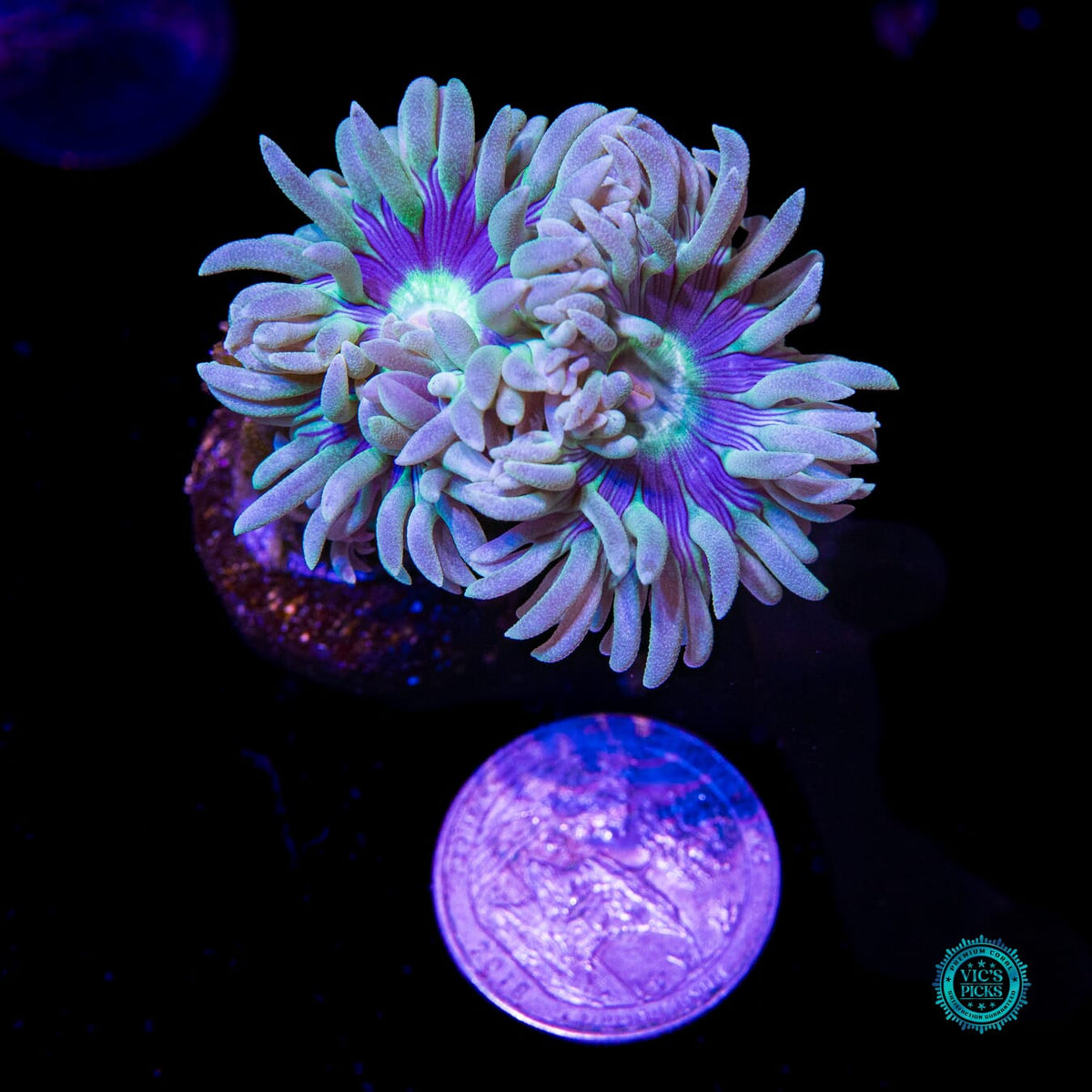 WWC Sapphire Halo Duncan - Daylight Photo