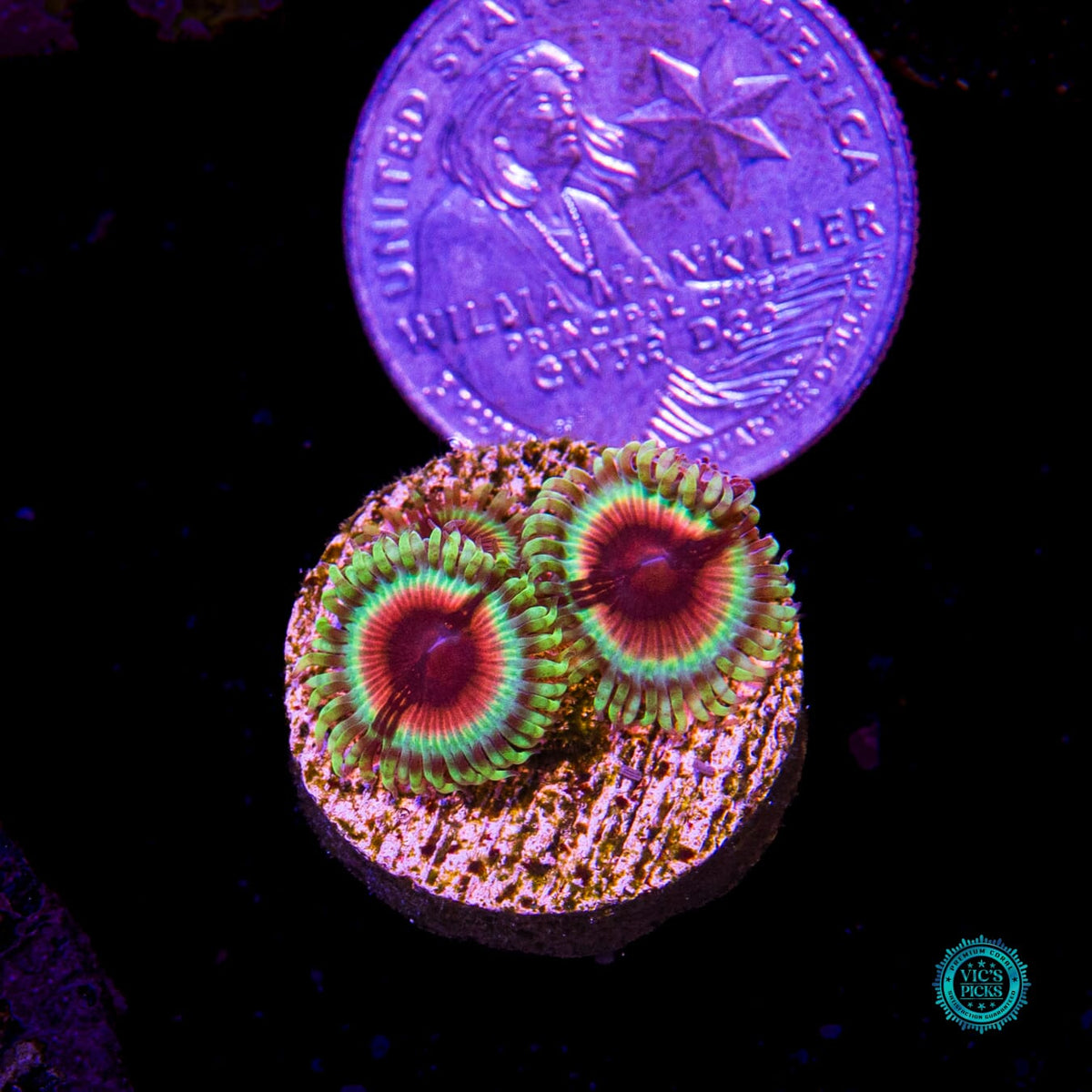 Jason Fox Bloodshot Zoanthids - Daylight Photo