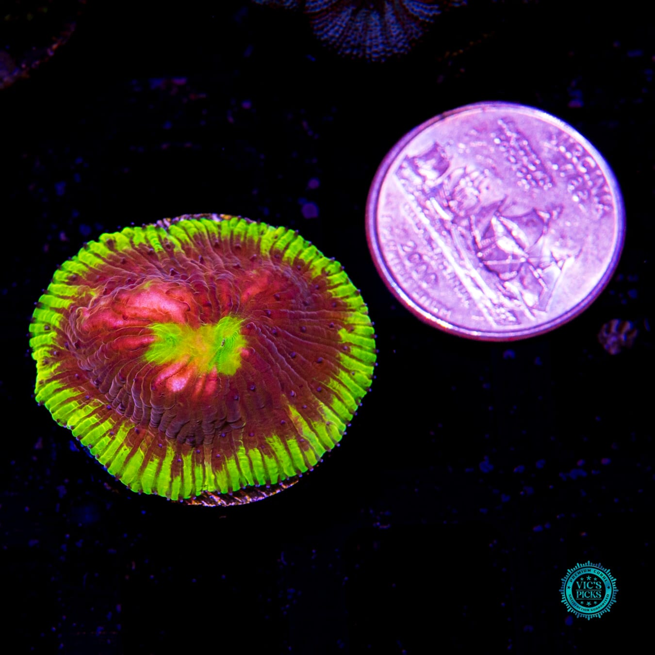 WWC Henchman Diaseris - Daylight Photo