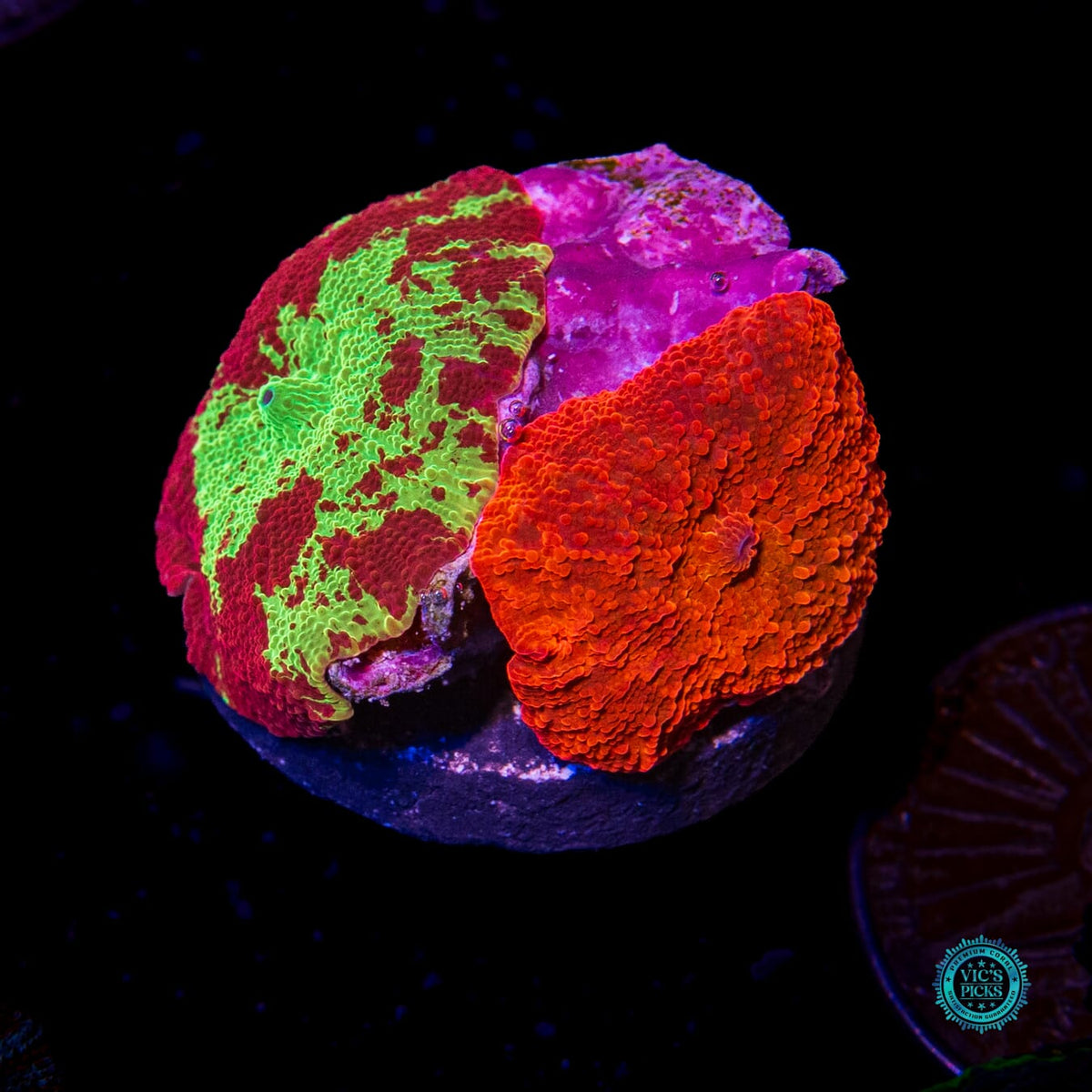 Jaw Breaker and Ultra Red Hot Disco Combo Mushroom - Daylight Photo