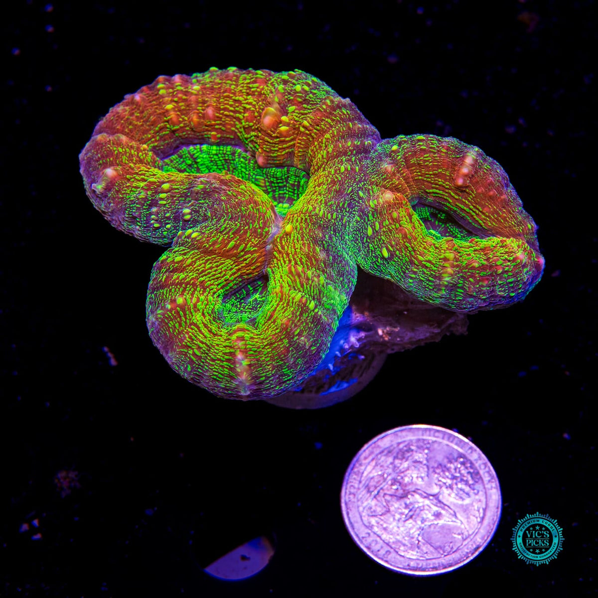 Alien Experiment Lobophyllia - Daylight Photo