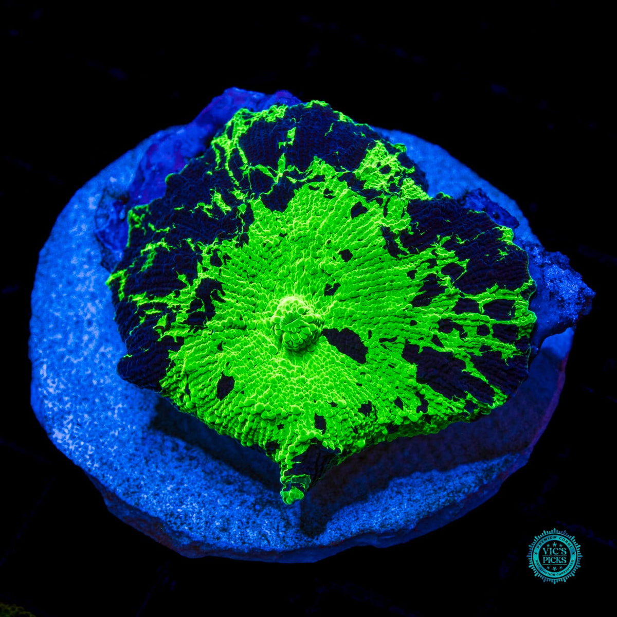 Toxic Kryptonite Jawbreaker Mushroom - Actinic Photo