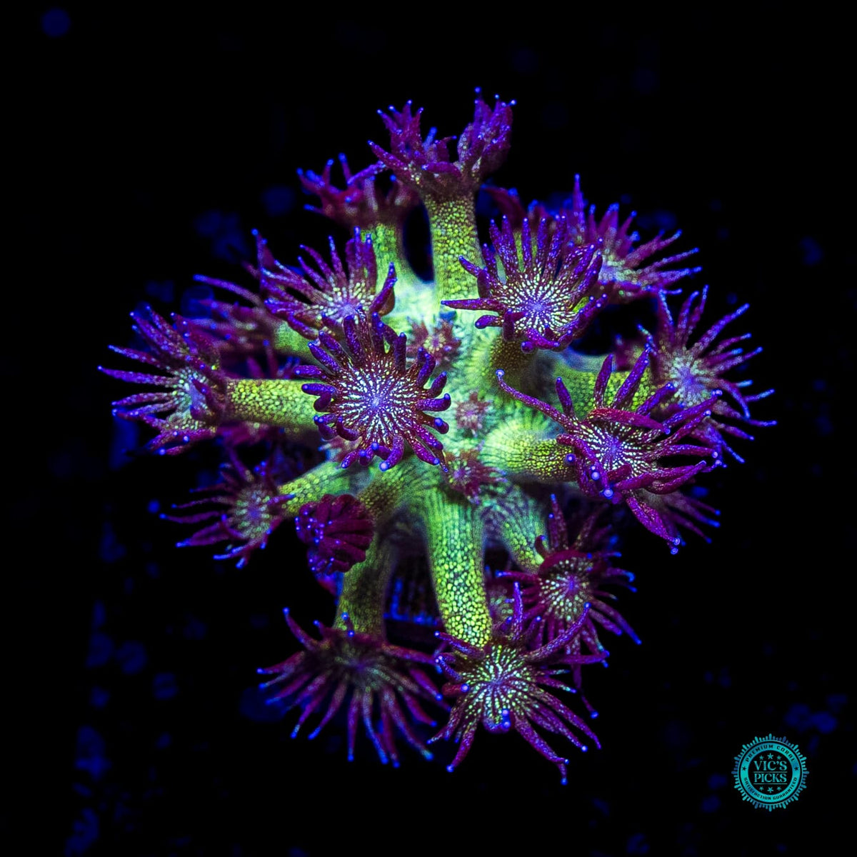 WWC Super Nova Glitter Goniopora - Actinic Photo