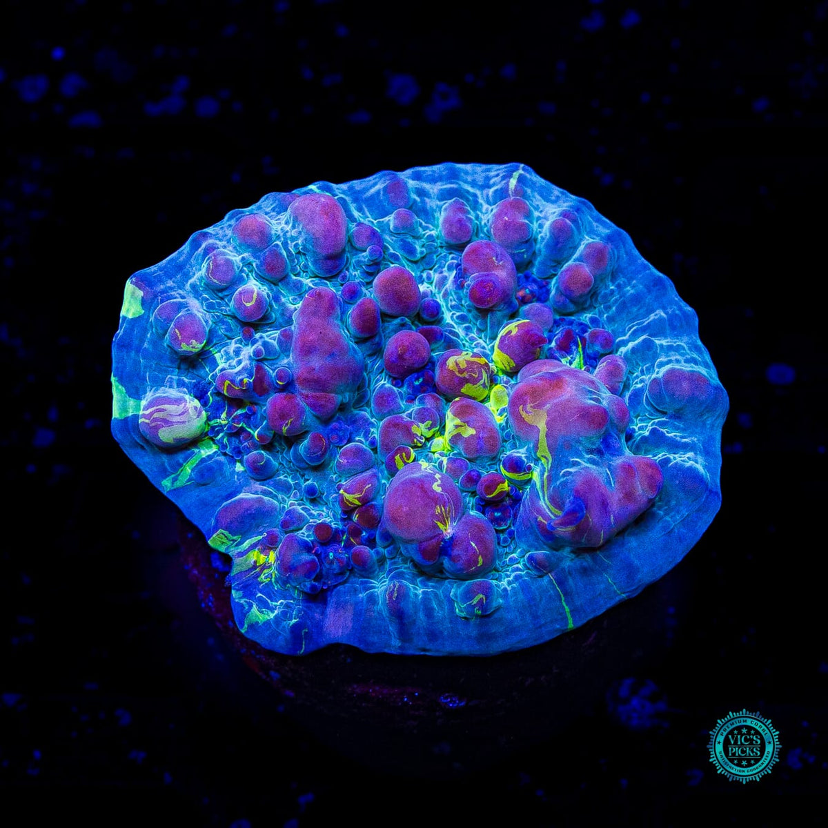 WWC Cosmic Candy Bounce Chalice - Actinic Photo