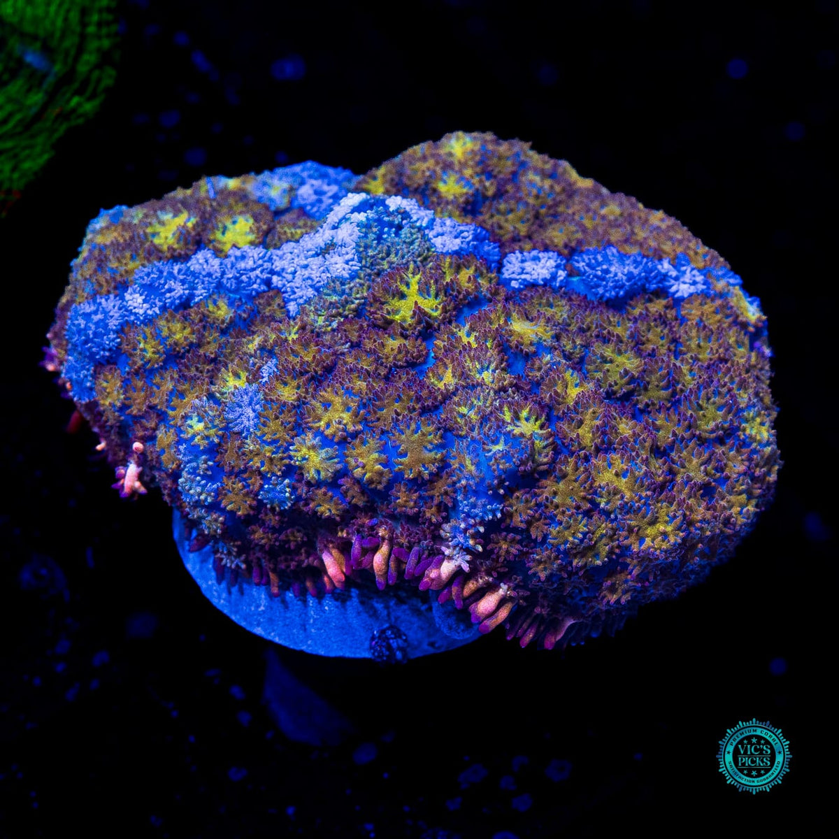 Gilded River Carpet Mushroom - Actinic Photo