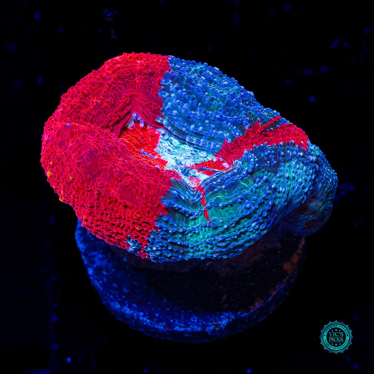 Scarlet Nebula Bowerbanki - Actinic Photo