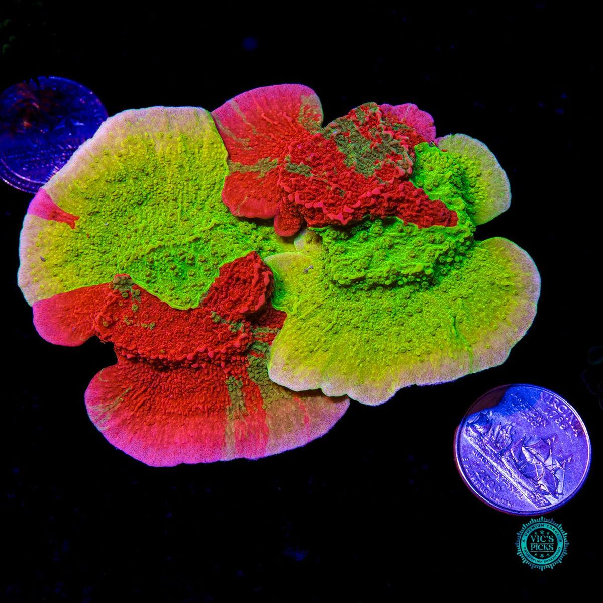 WWC Triple Threat Grafted Montipora - Daylight Photo