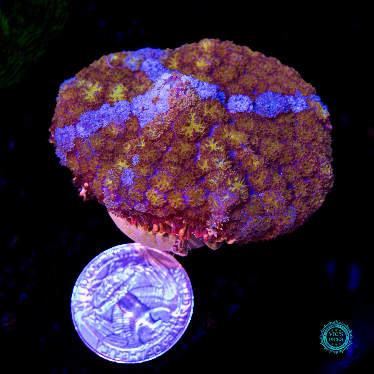 Gilded River Carpet Mushroom - Daylight Photo