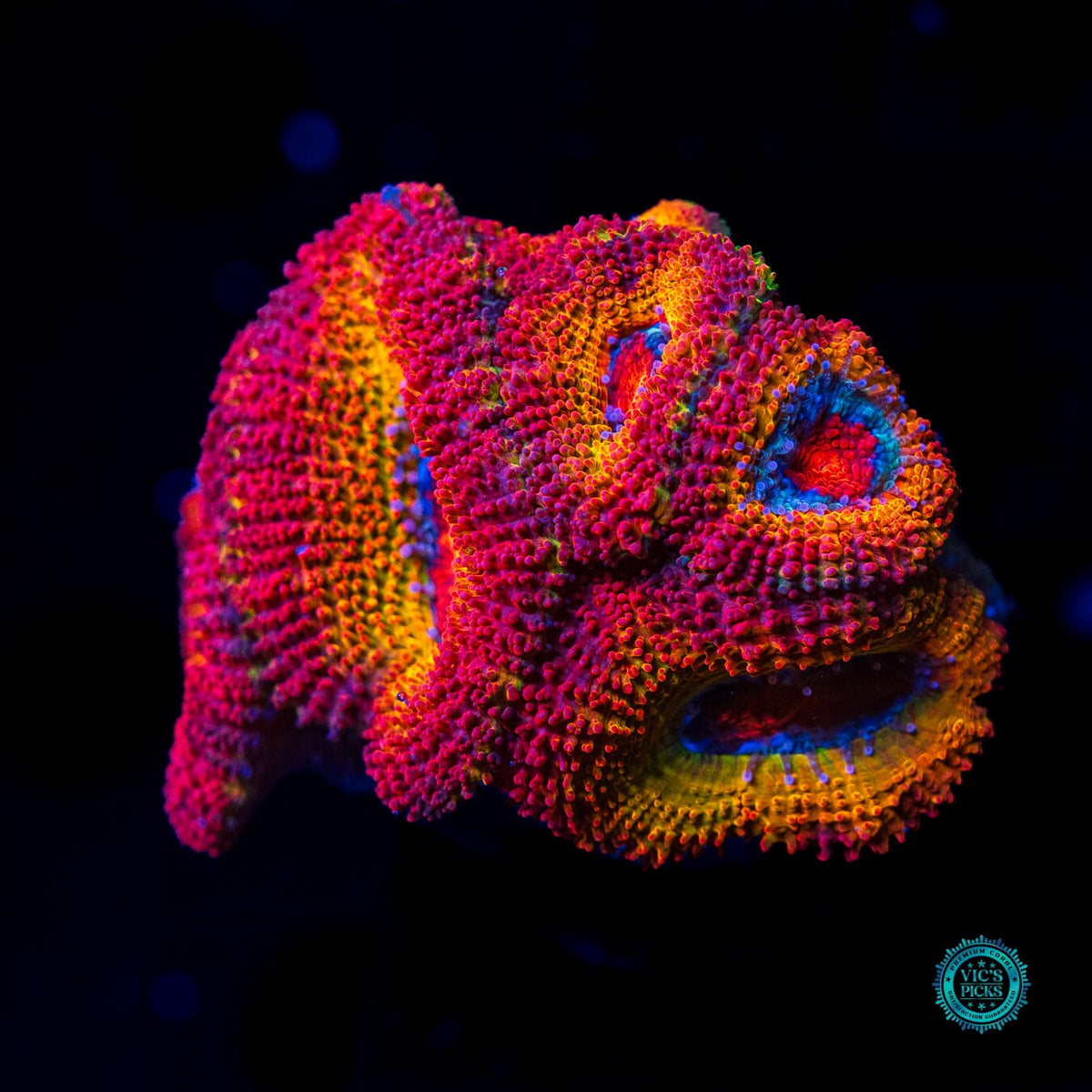 WWC Solar Flare Aussie Lord - Actinic Photo