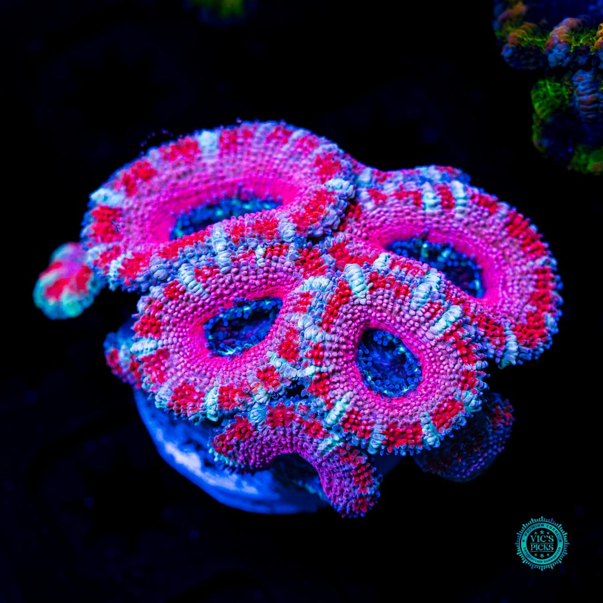 Cotton Candy Aussie Lord - Actinic Photo