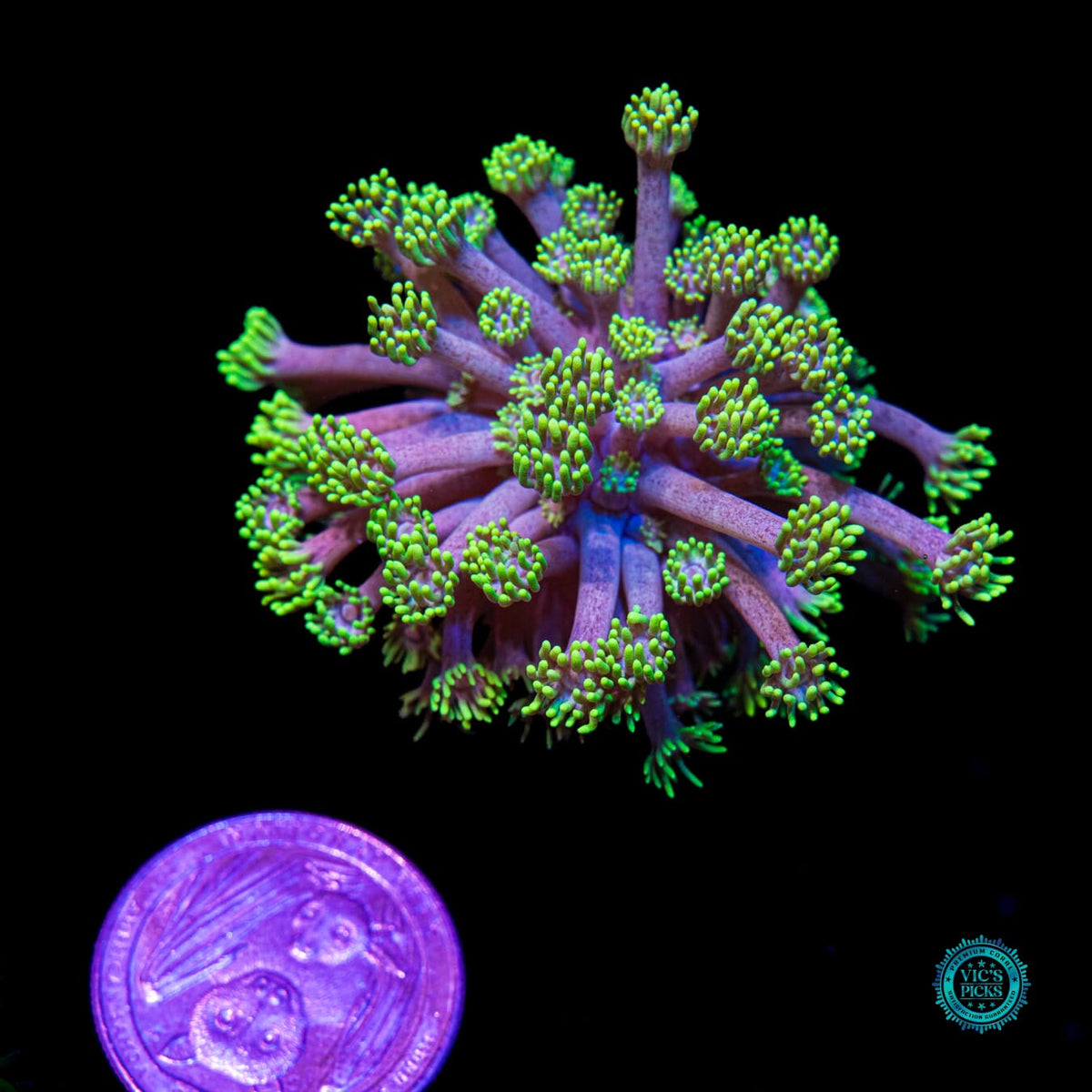 WWC Hail Hydra Goniopora - Daylight Photo