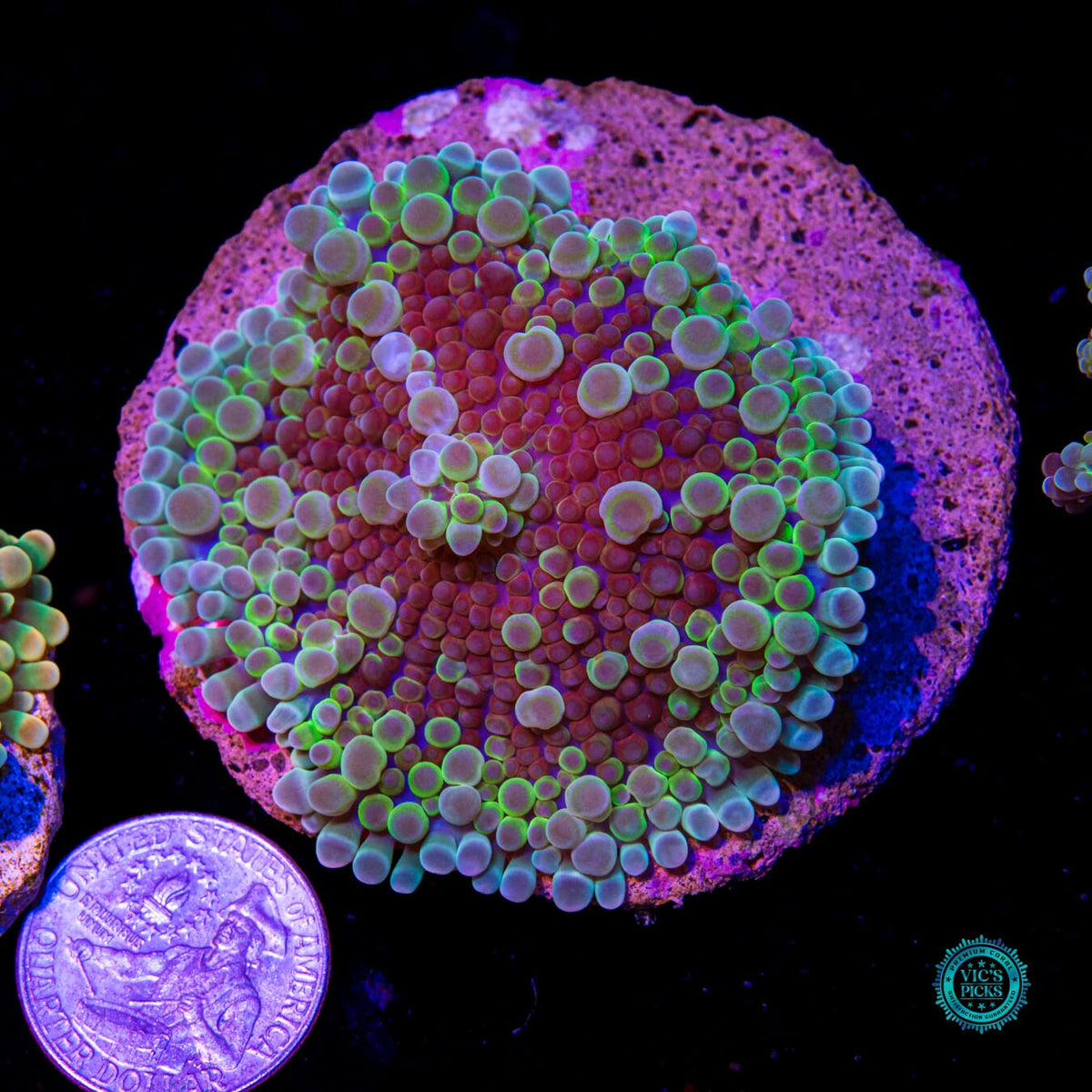 Alien Rave Yuma Mushroom - Daylight Photo