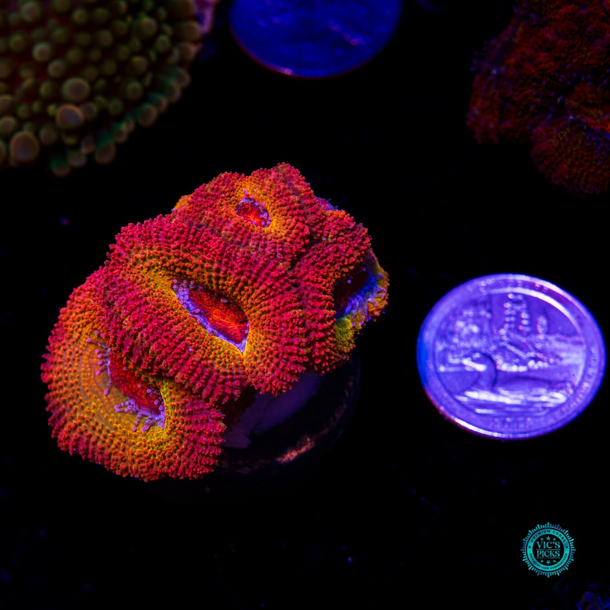 WWC Solar Flare Aussie Lord - Daylight Photo