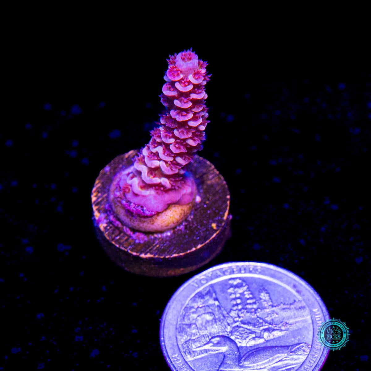WWC Sex Panther Tenuis Acropora - Daylight Photo