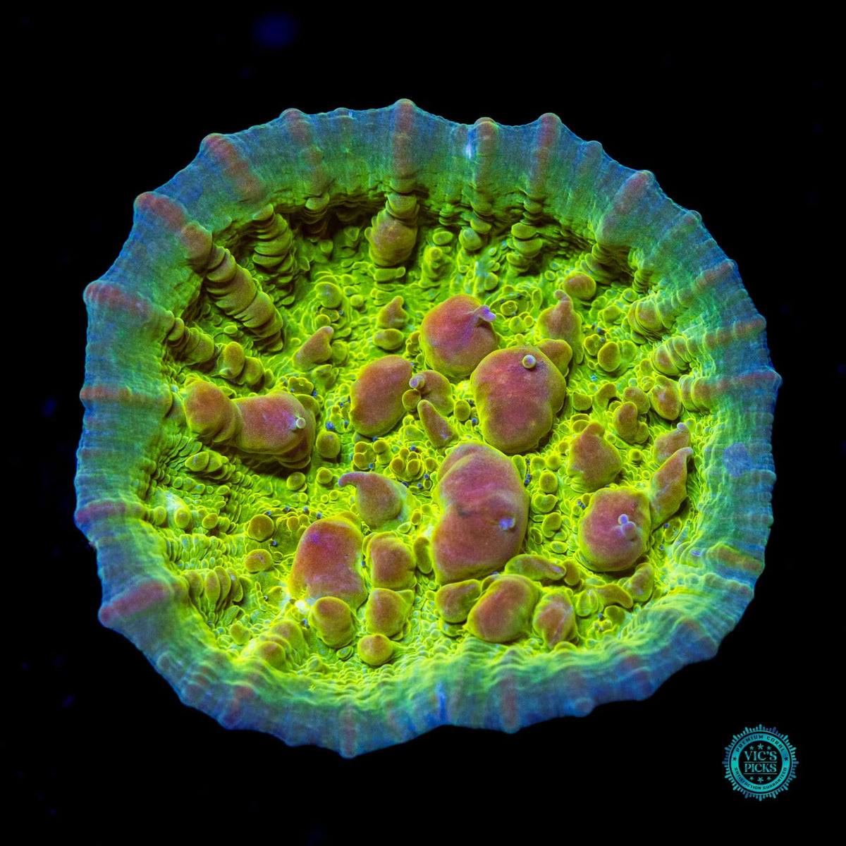 Neon Cosmic Candy Bounce Chalice - Actinic Photo