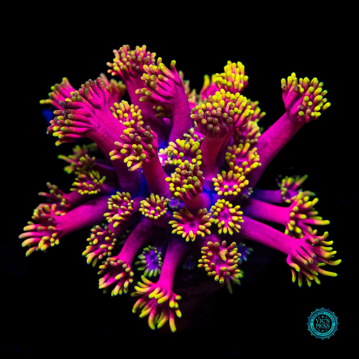 WWC Hollywood Nights Goniopora - Actinic Photo