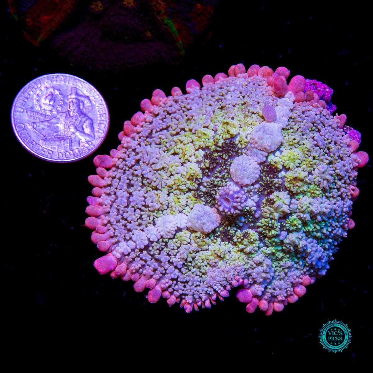 WWC Paradise Cove Carpet Mushroom