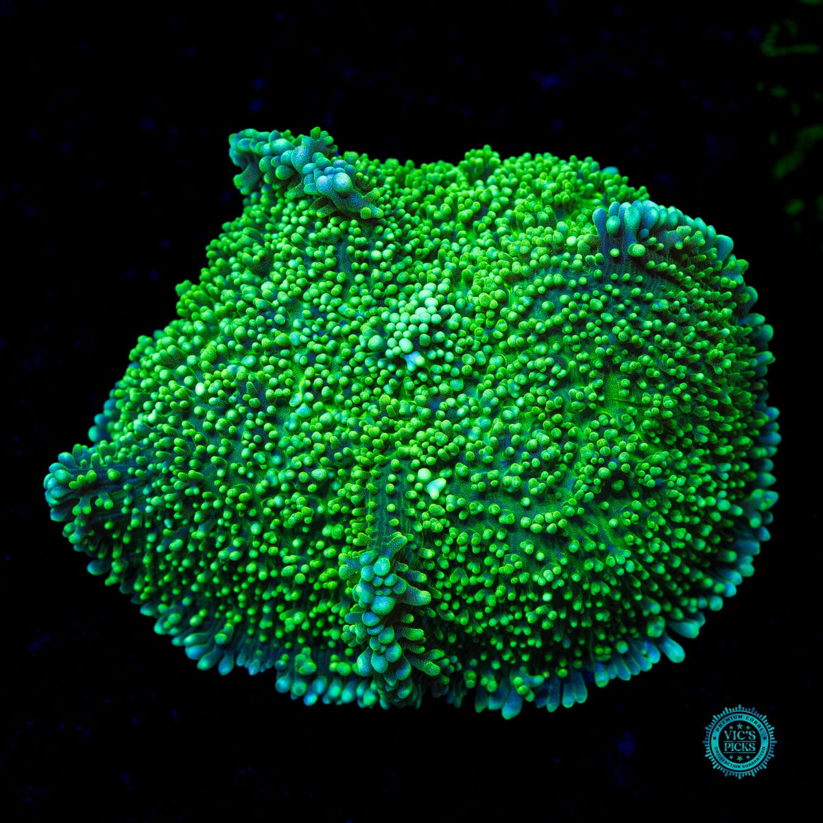 Fuzzy Leprechaun Mushroom - Actinic Photo