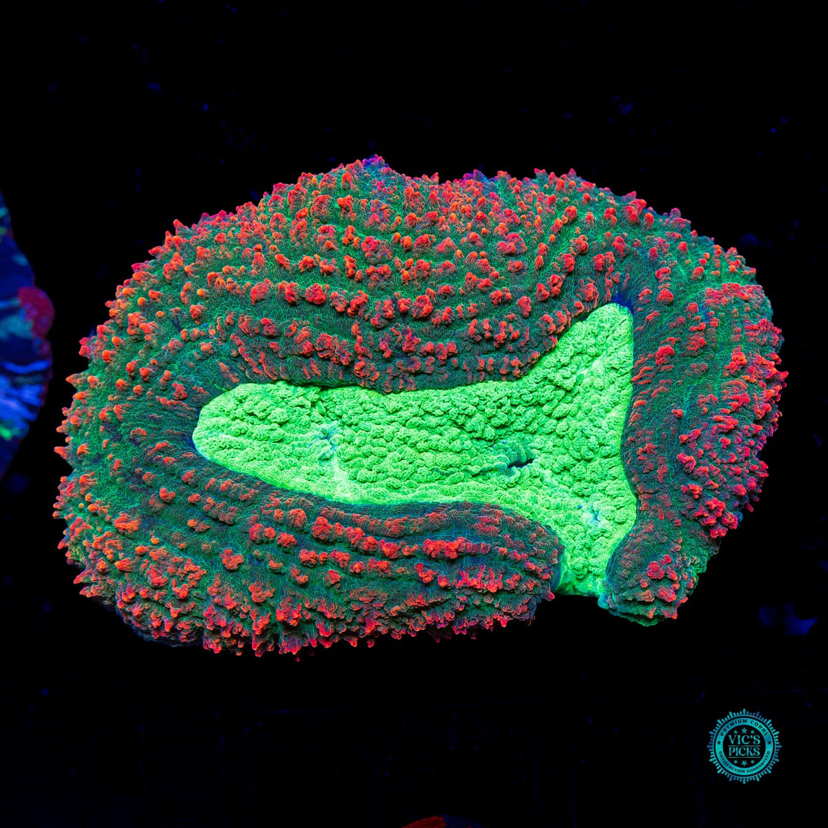Walley World Symphyllia - Actinic Photo