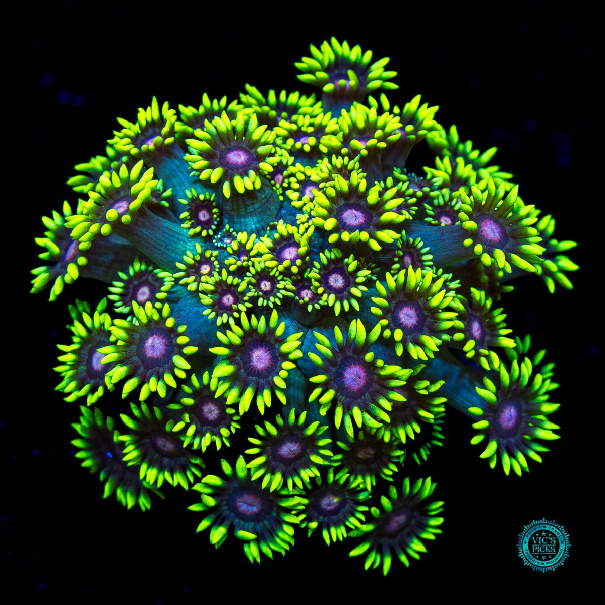 Poison Bomb Goniopora - Actinic Photo