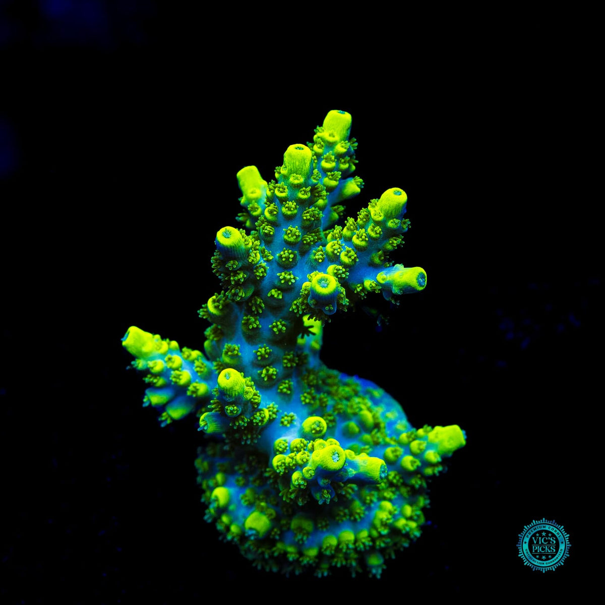 WWC Shark Attack Acropora - Actinic Photo