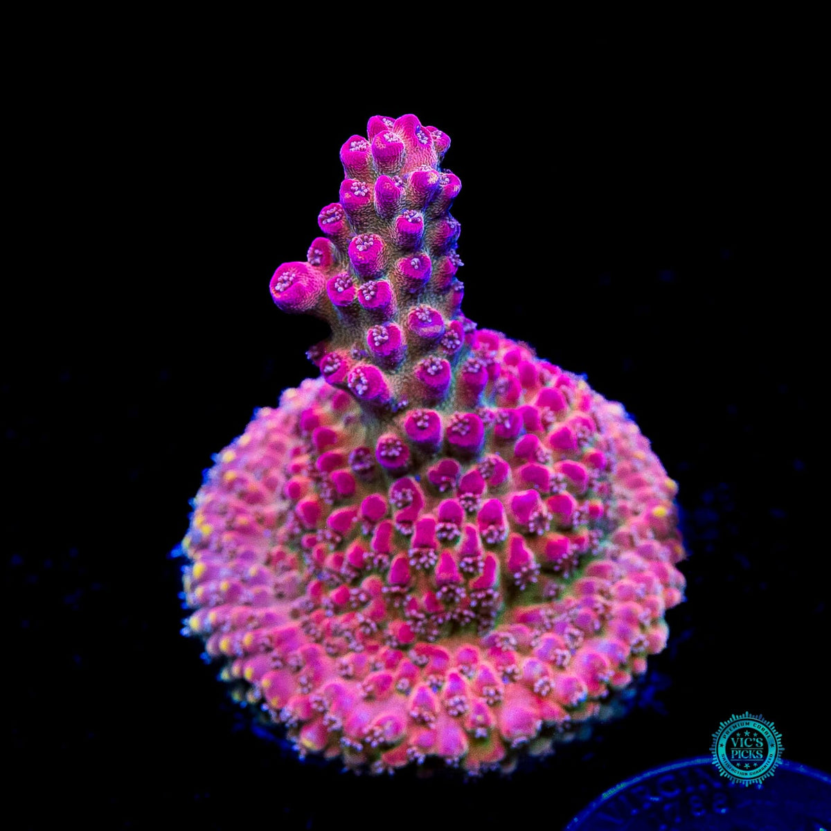 GWS Arcoiris Acropora - Actinic Photo