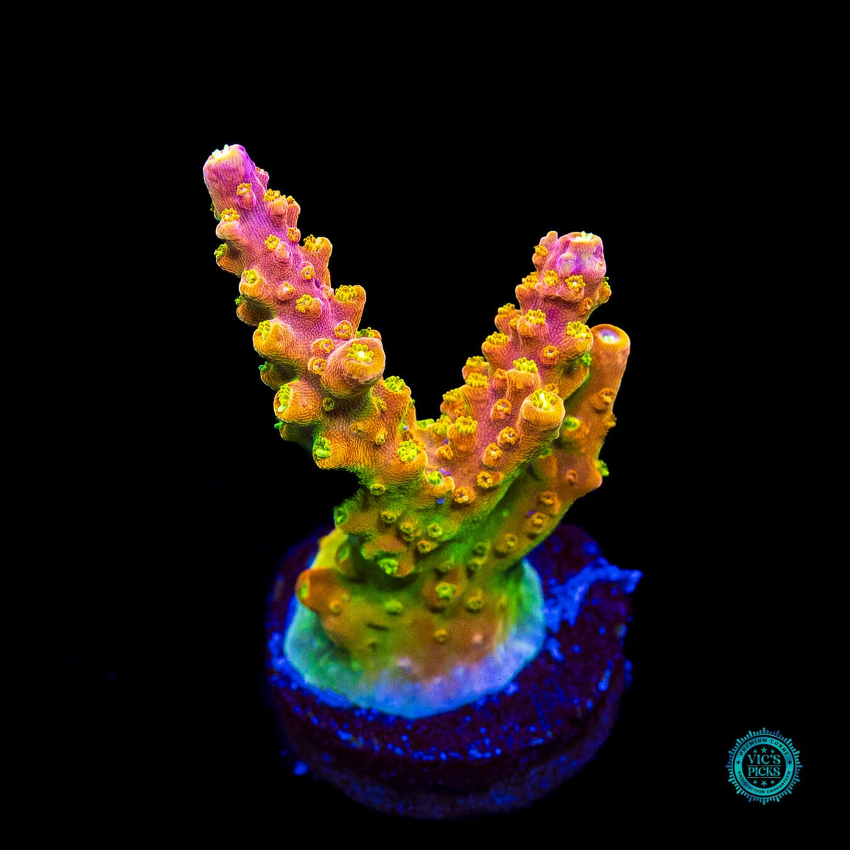 RR Rainbow Loom Acropora - Actinic Photo