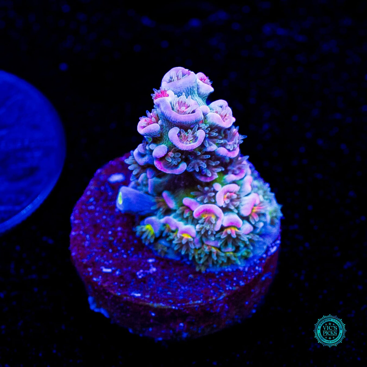 WWC Sabotage Tenuis Acropora - Actinic Photo