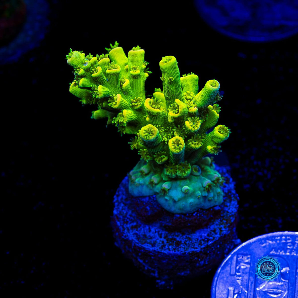 WWC Ninja Turtle Tenuis Acropora - Actinic Photo