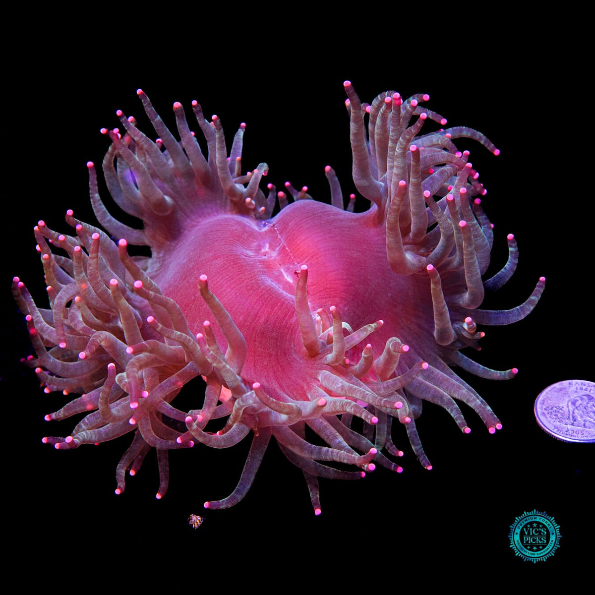 Hyper Pink Tipped Elegance - Daylight Photo