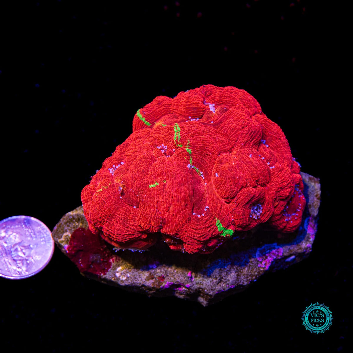 Aquacultured Electric Cherry Pie Bowerbanki - Daylight Photo