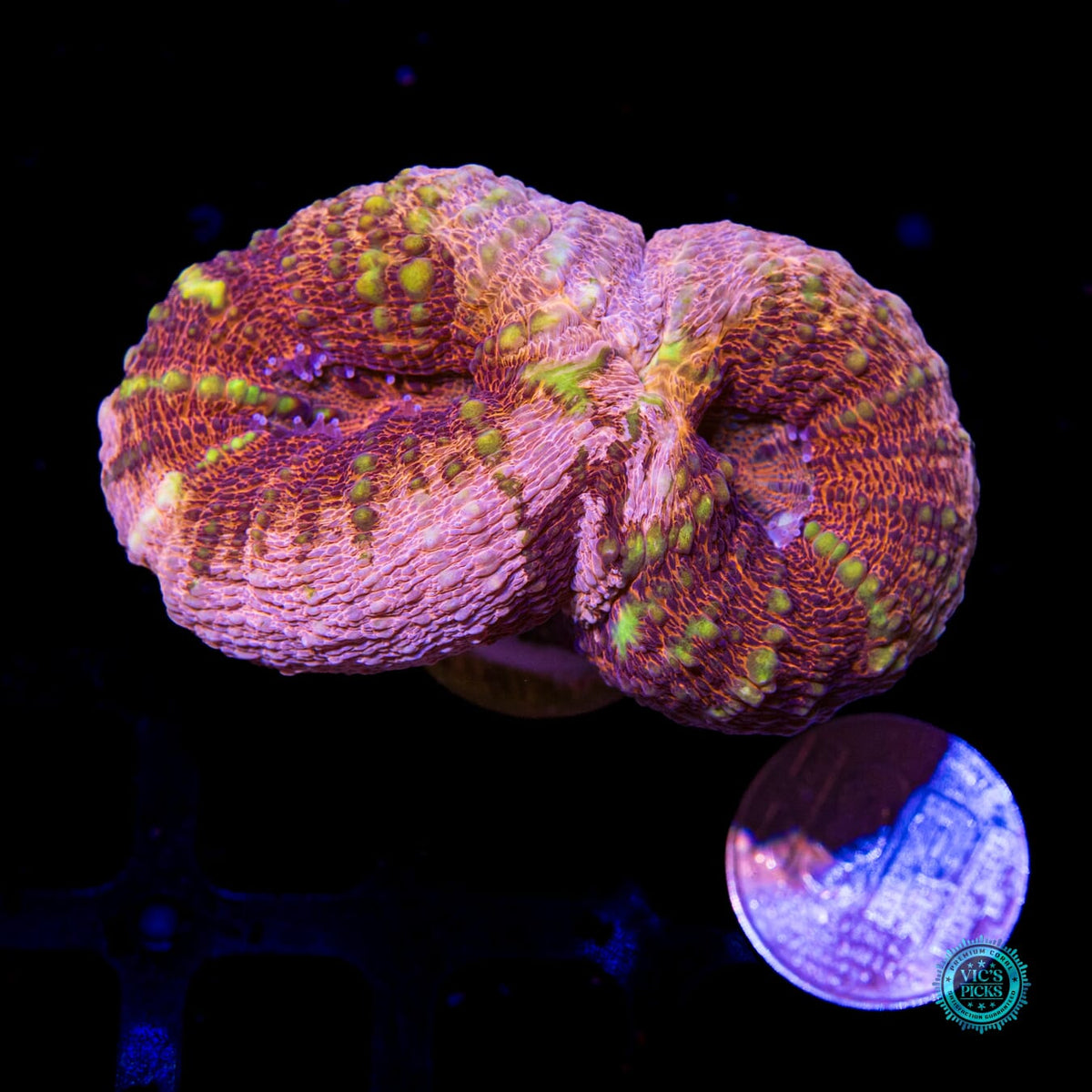 Peach Passion Lobophyllia - Daylight Photo