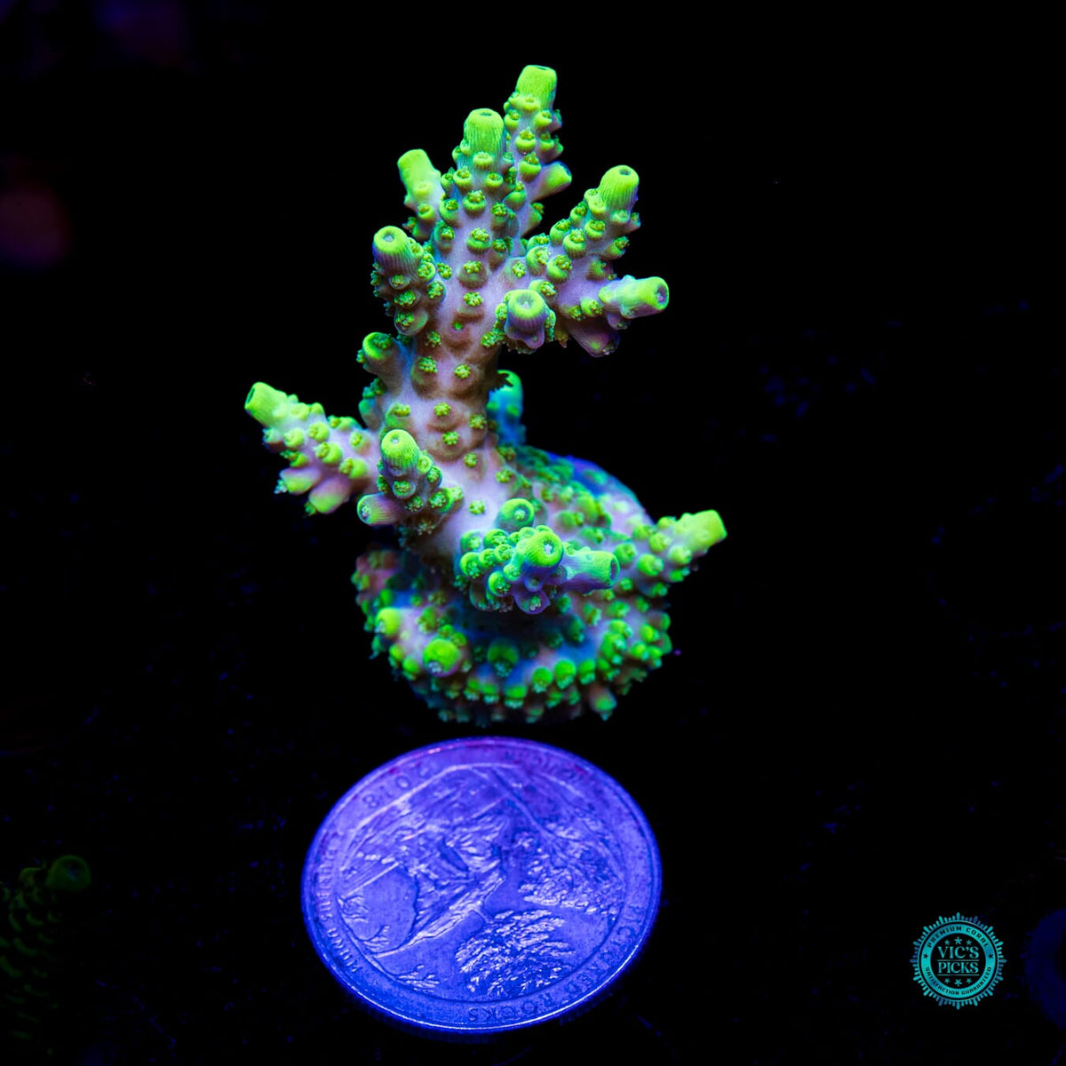 WWC Shark Attack Acropora - Daylight Photo