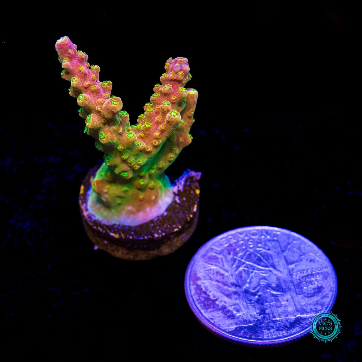 RR Rainbow Loom Acropora - Daylight Photo