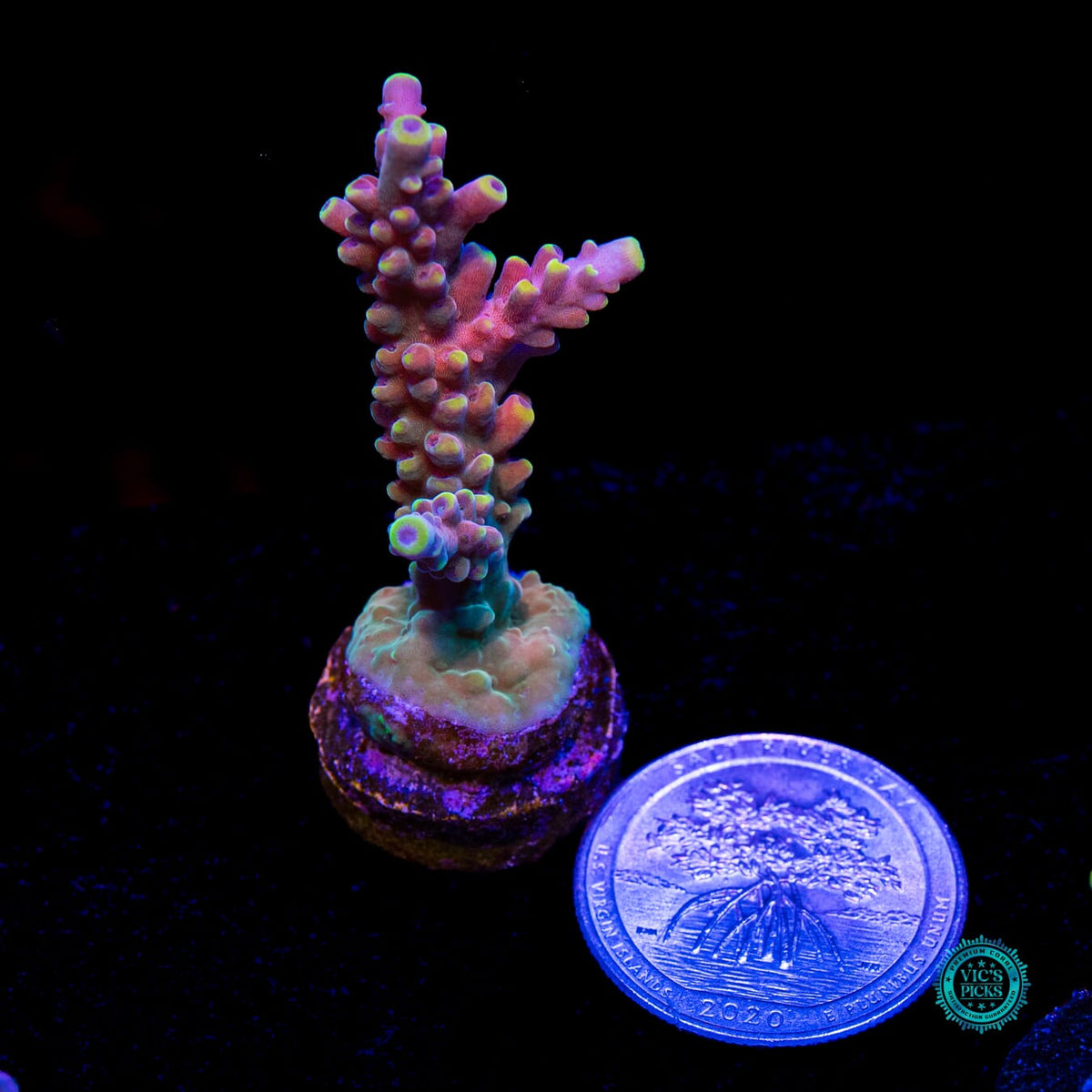 RMF Candyland Acropora - Daylight Photo