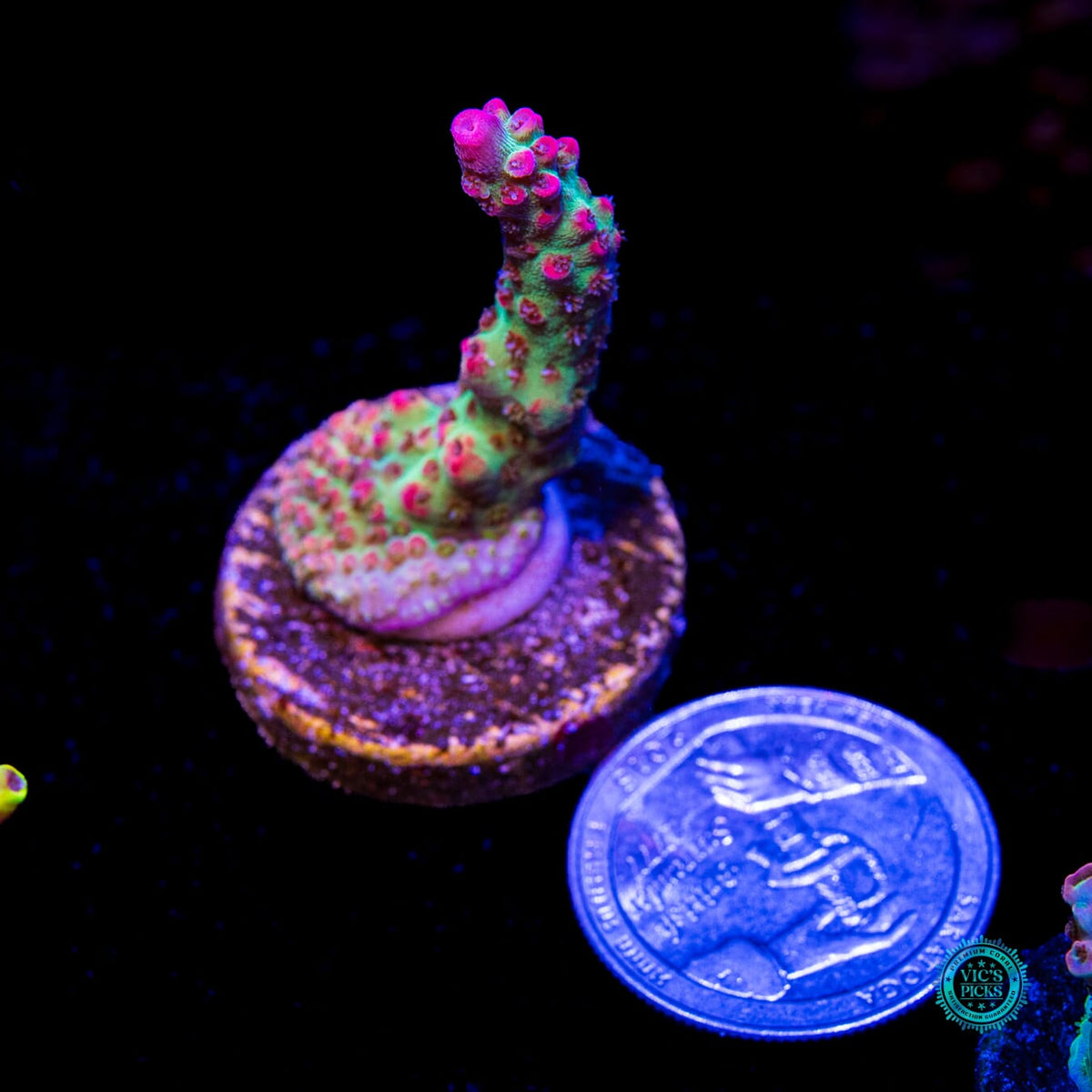 WWC Striptease Acropora - Daylight Photo