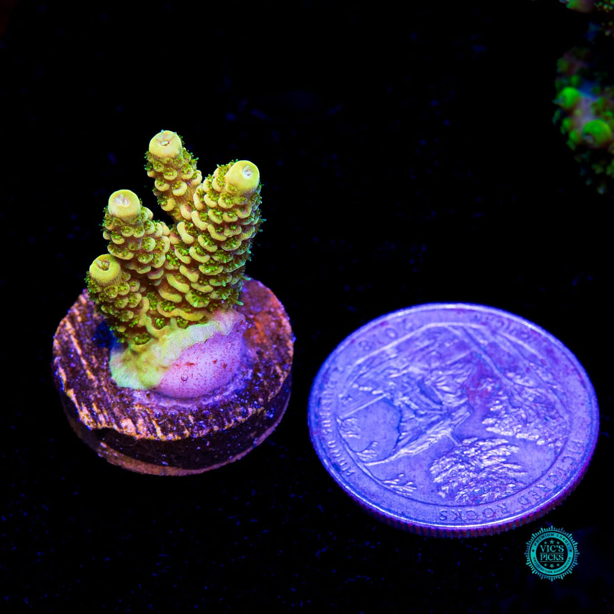 WWC Cactus Cooler Mille Acropora - Daylight Photo