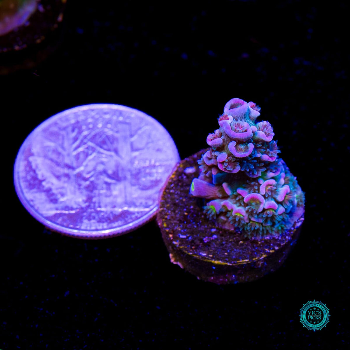 WWC Sabotage Tenuis Acropora - Daylight Photo